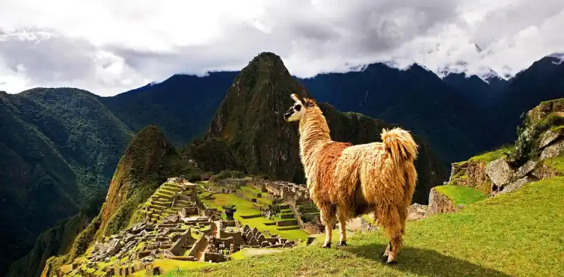 Llamas en Machu Picchu, luego de culminar el lares trek
