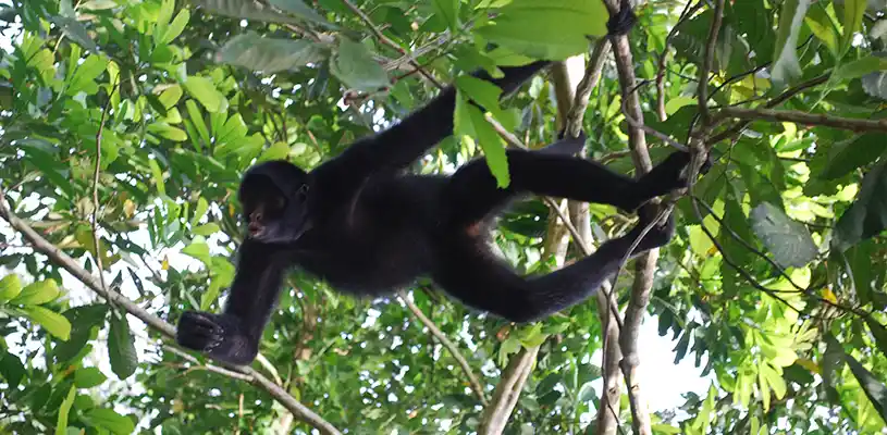 El maqui sapa es conocido también como mono araña, marimonda, koatá o atelo. Maquisapa deriva del quechua amazónico|