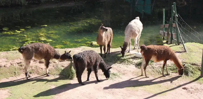El Santuario Animal se ubica en el kilómetro 22