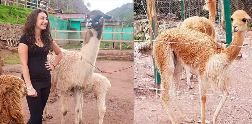 El Santuario Animal de Ccochahuasi, alberga diferentes especies vulnerables.