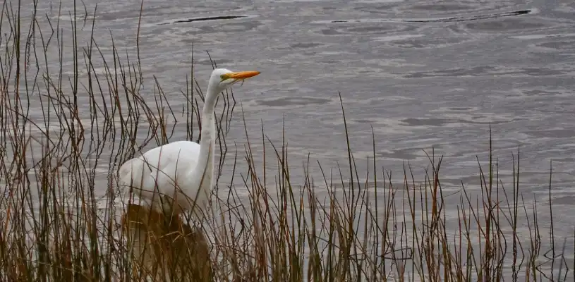 garza blanca grande 7