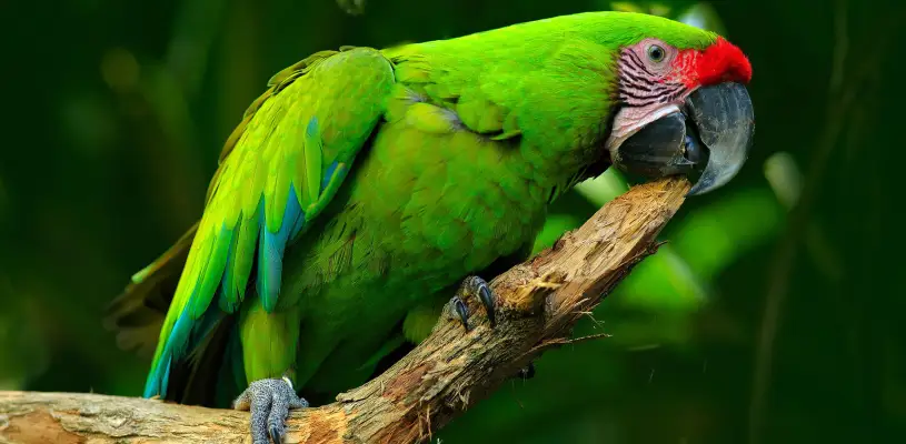 El guacamayo militar también es conocido como guacamayo verde