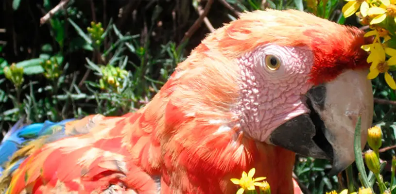En el Santuario Animal de Ccochahuasi, también encontraremos Guacamayos,