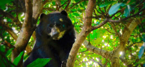 Oso de anteojos, Oso andino o Ukumari