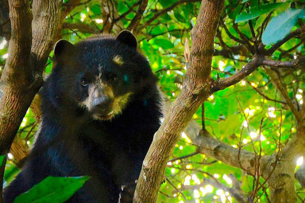 Pequeño oso de anteojos  fue visto en Machu Picchu
