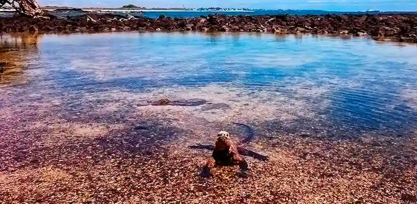 isla isabela galapagos