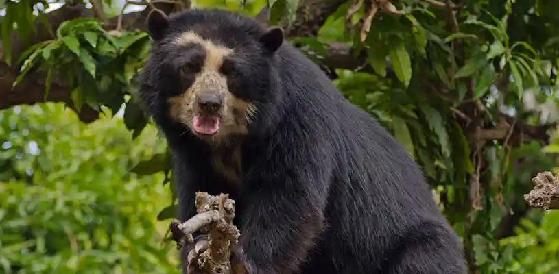 Andean Bear or Ukumarí, the only species found in South America