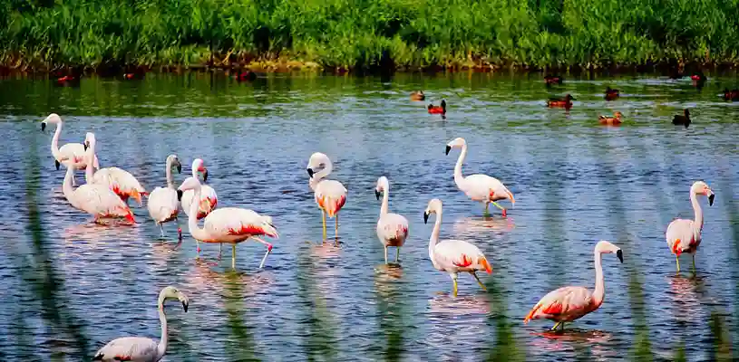 Aves residentes en las Lagunas de Mejía, cerca al Balneario