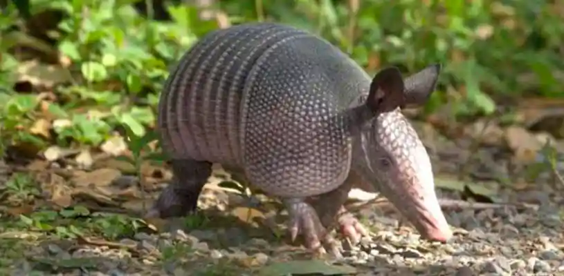 Armadillo