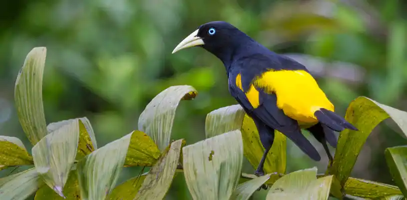 en la RNPS, se puede observar la presencia de diversos ejemplares de fauna