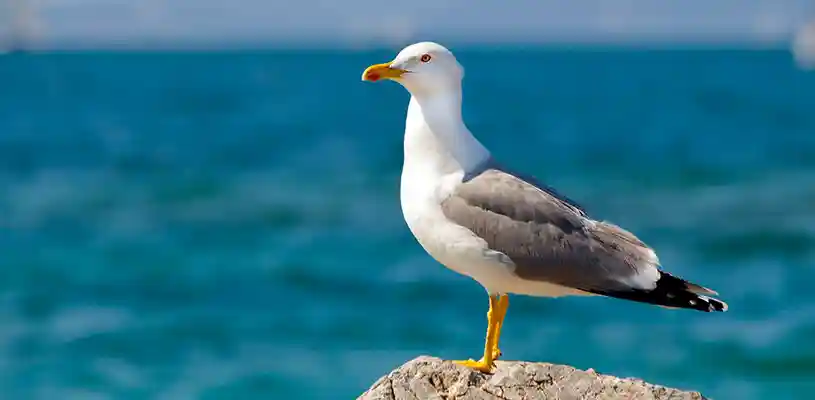Gaviota, una de las especies que podrás observar en el Santuario Nacional de Ampay
