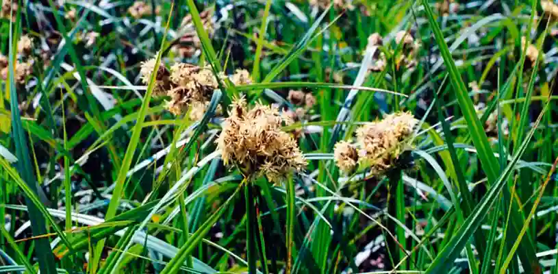 Junco, una de las especies más características de la flora del SN Laguna de Mejía