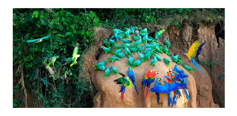 Guacamayos que podremos ver en el Parque Nacional del Manú