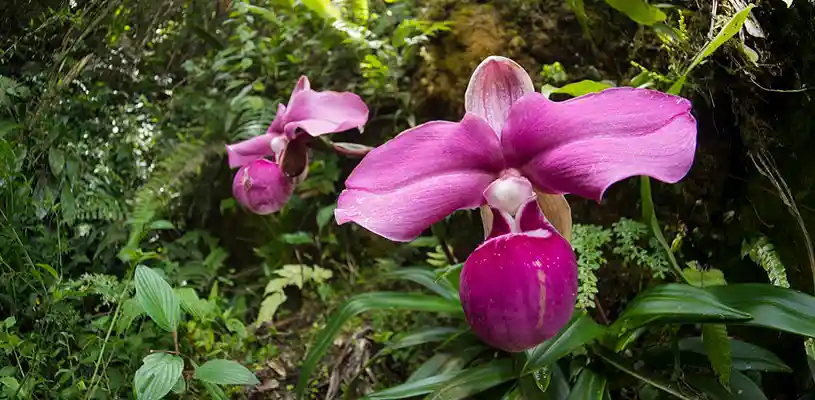 Orquídeas en el Santuario Nacional de Megantoni