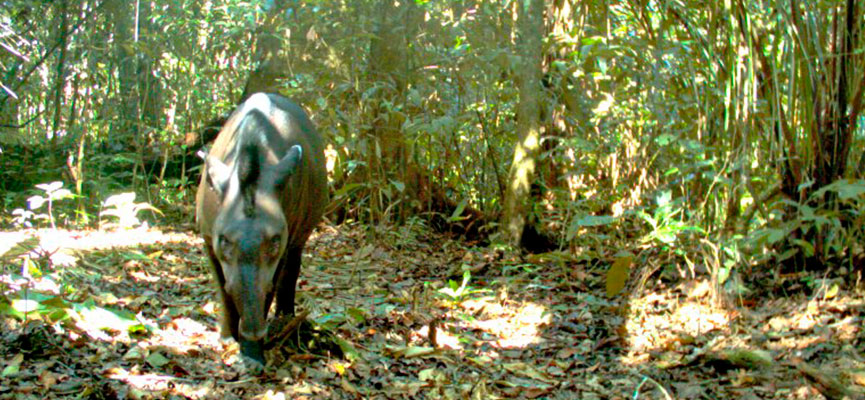 Tapir, parte de la diversidad de fauna en el PNM