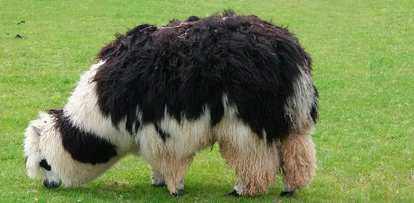Alpaca raza huayaca