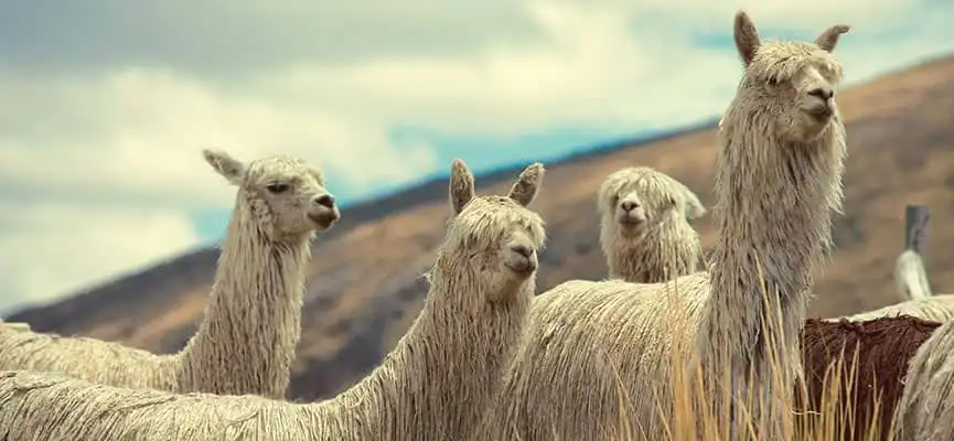 Alpaca raza suri