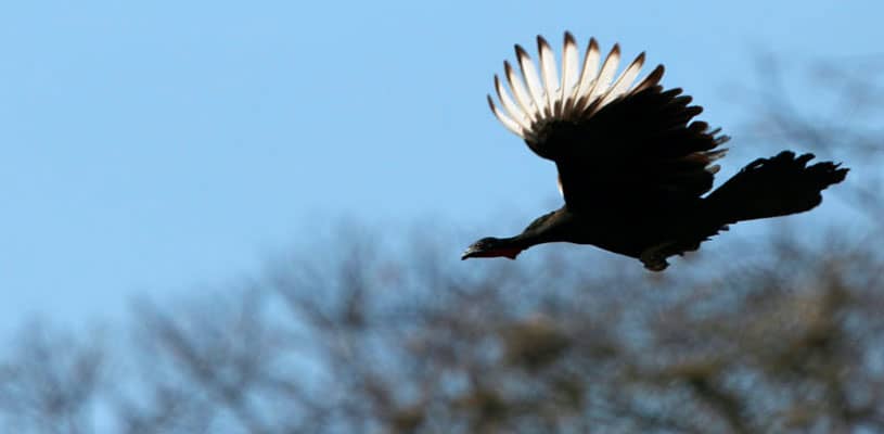 Pava aliblanca, también forma parte de las aves endémicas del Perú