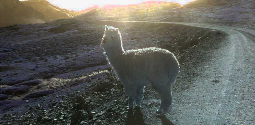 La ruta a Lares también está embellecida por la presencia de hermosos camélidos como las alpacas/ Fotografía: Luz Incappuiño