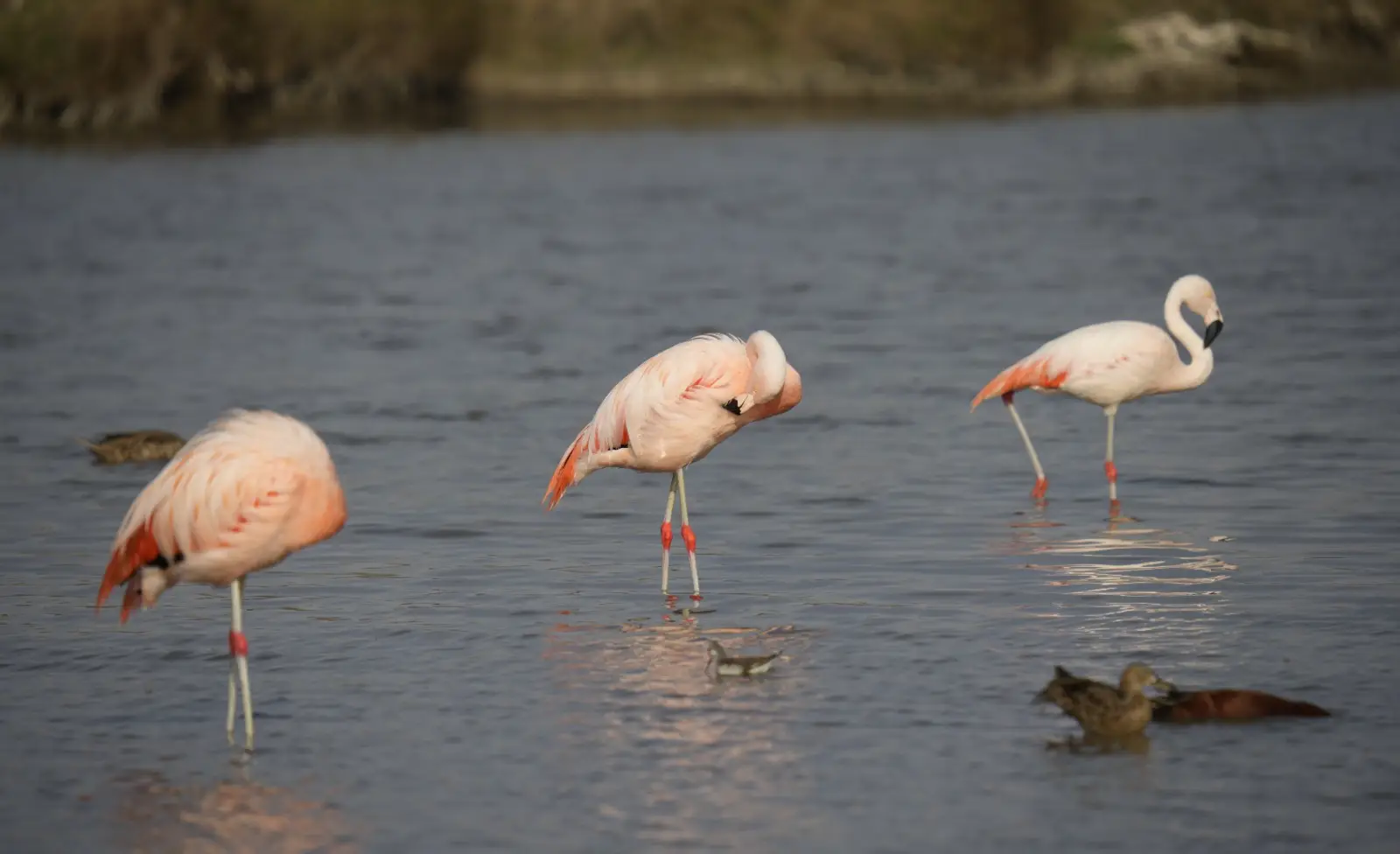 3 flamencos dentro de las lagunas de Mejía