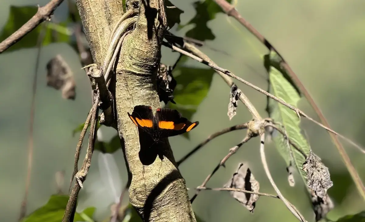 Butterfly on a branch along the route to Choquequirao showing the cloud forest environment around the site