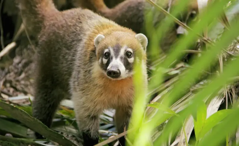 Un coatí dentro de la biodiversidad Choquequirao
