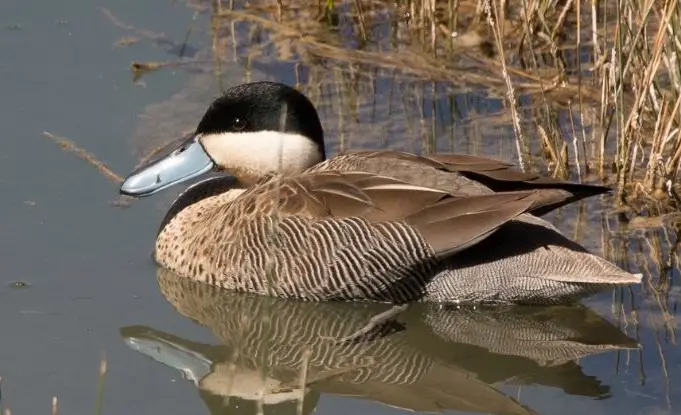 Un pequeño pato nadando en las lagunas de Mejía