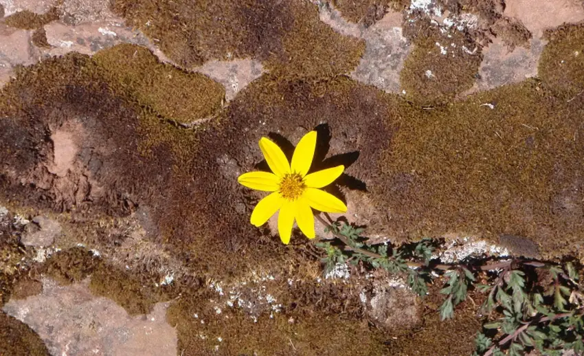 A yellow flower in the middle of Huchuy Qosqo trek route.