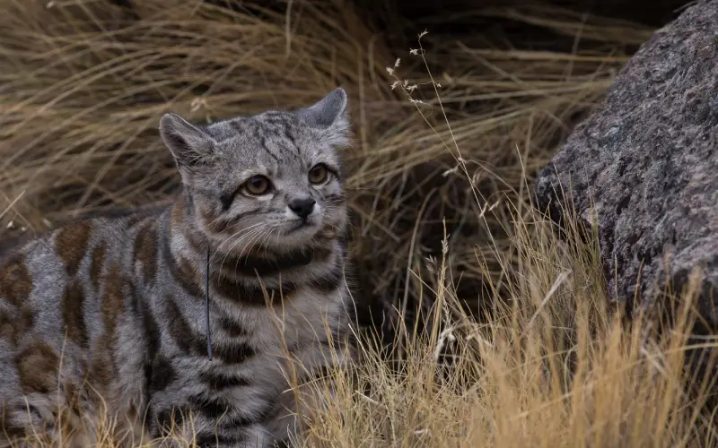 Gato andino (Leopardus jacobita) flora y fauna en abra málaga