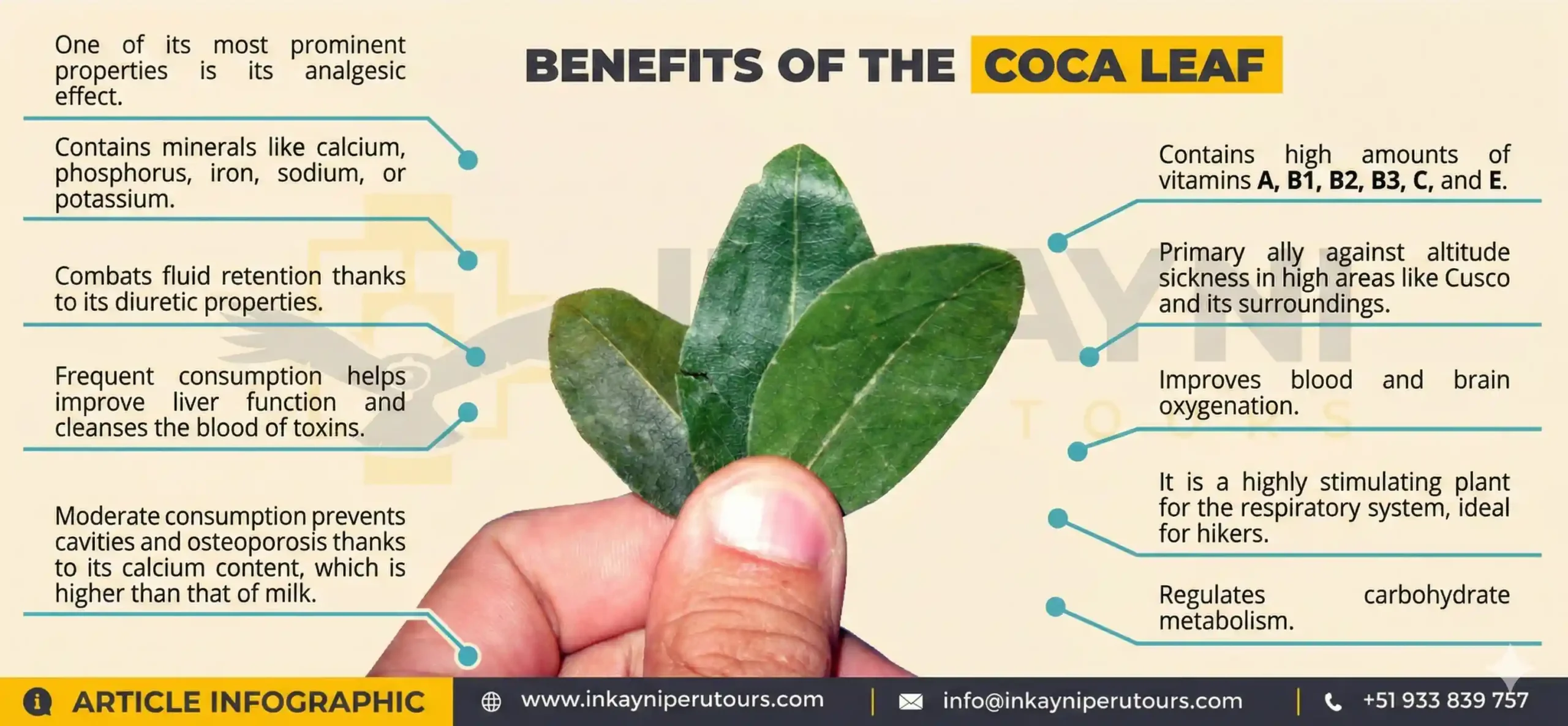 Infographic on coca leaf benefits in Peru, showing traditional uses like coca tea and chewing leaves for altitude symptoms and energy in Cusco.
