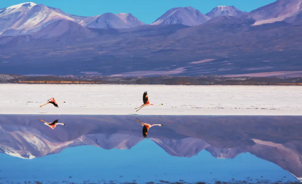 ¿La mejor época para ir al salar de Uyuni? Quizá cuando los Flamencos cruzan el Espejo de Uyuni en Temporada de Lluvias