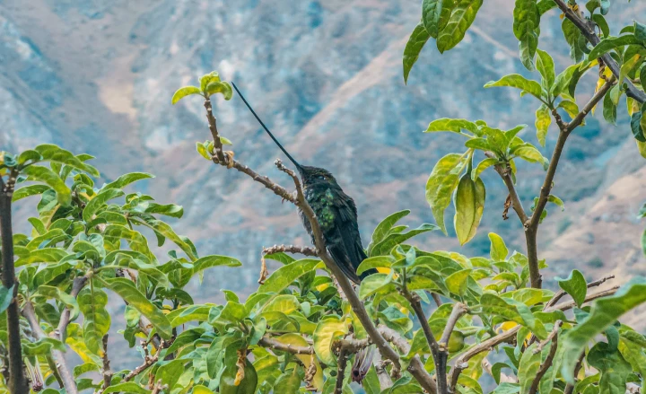 Observación de aves en la ruta del Camino Inca