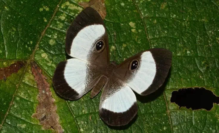 Black and white butterfly of Cusco