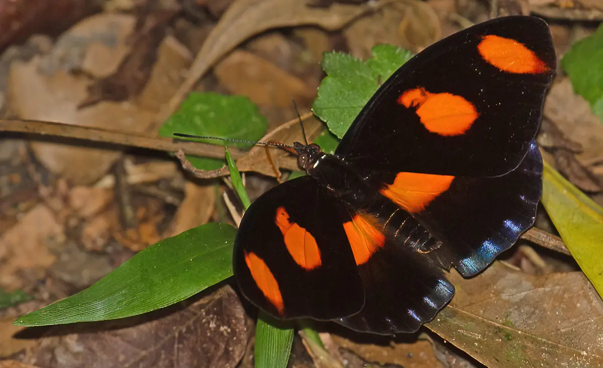 Black butterfly with orange spots resting on vegetation near Machu Picchu