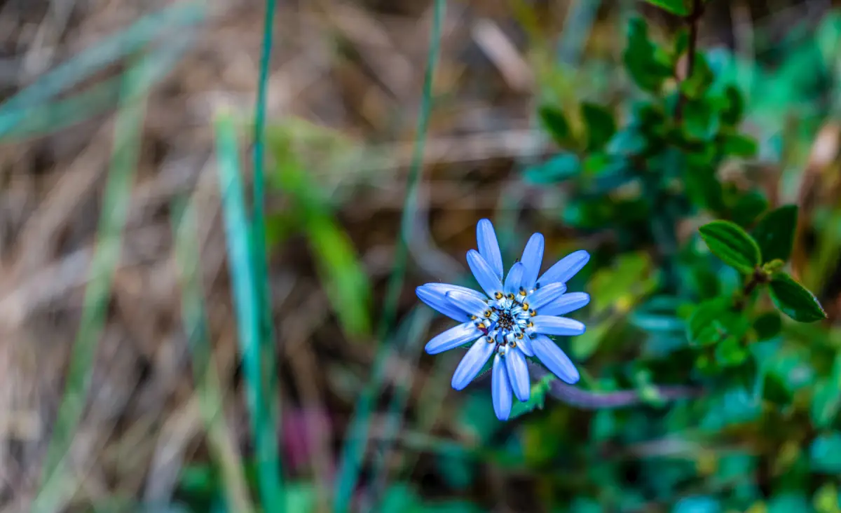 Blue flower growing along the route toward Machu Picchu