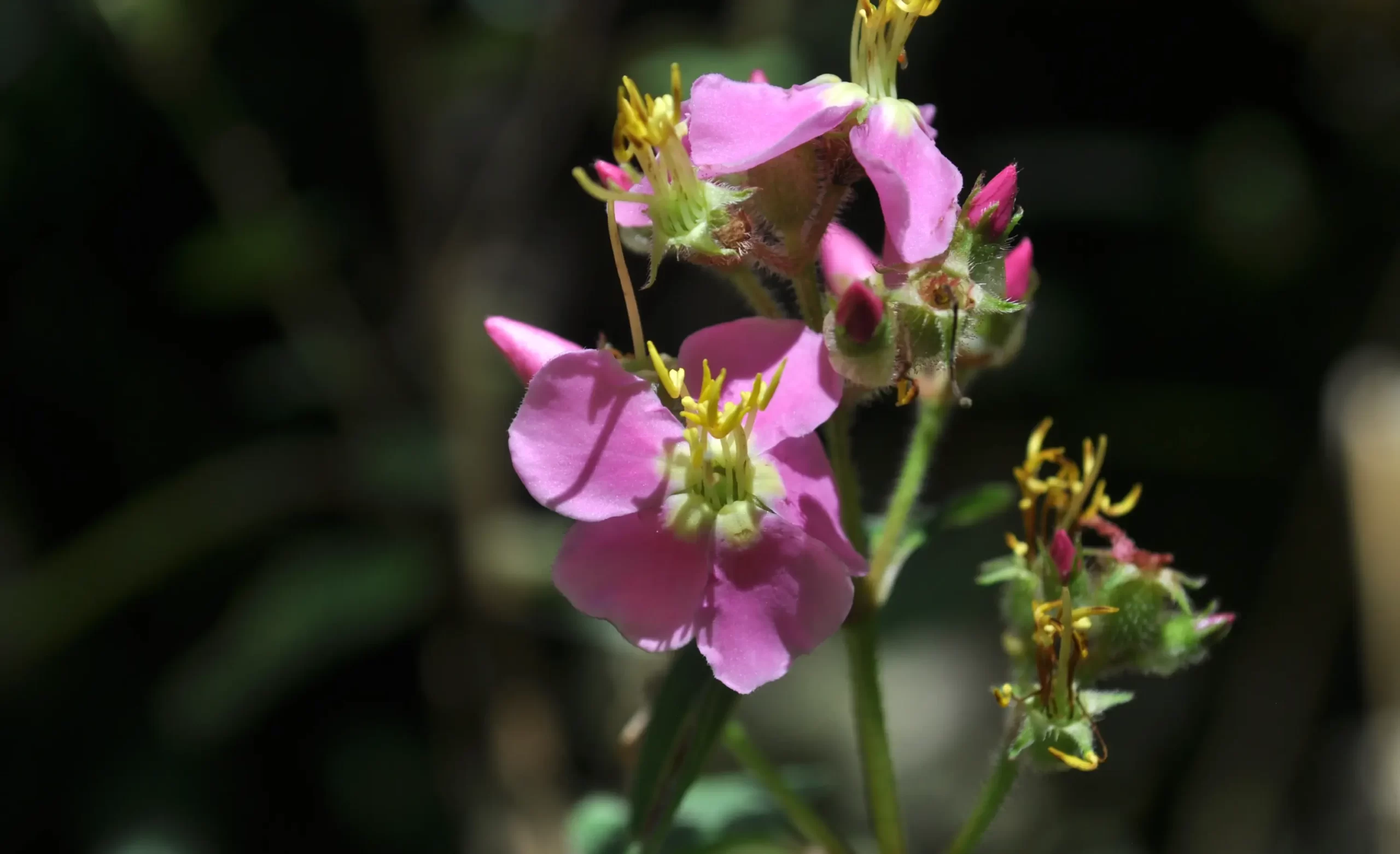 Botanical garden near Machu Picchu museum