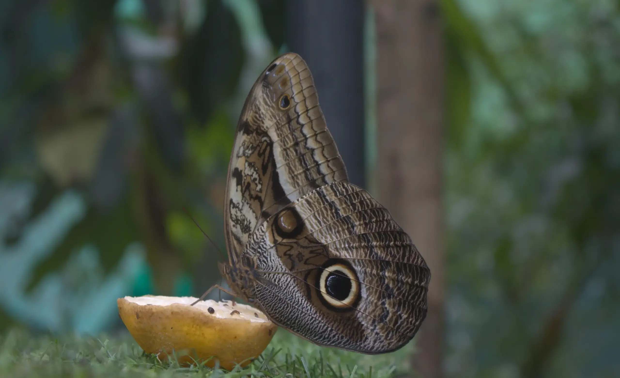 Brown butterfly perched on fruit in the humid forest near Machu Picchu