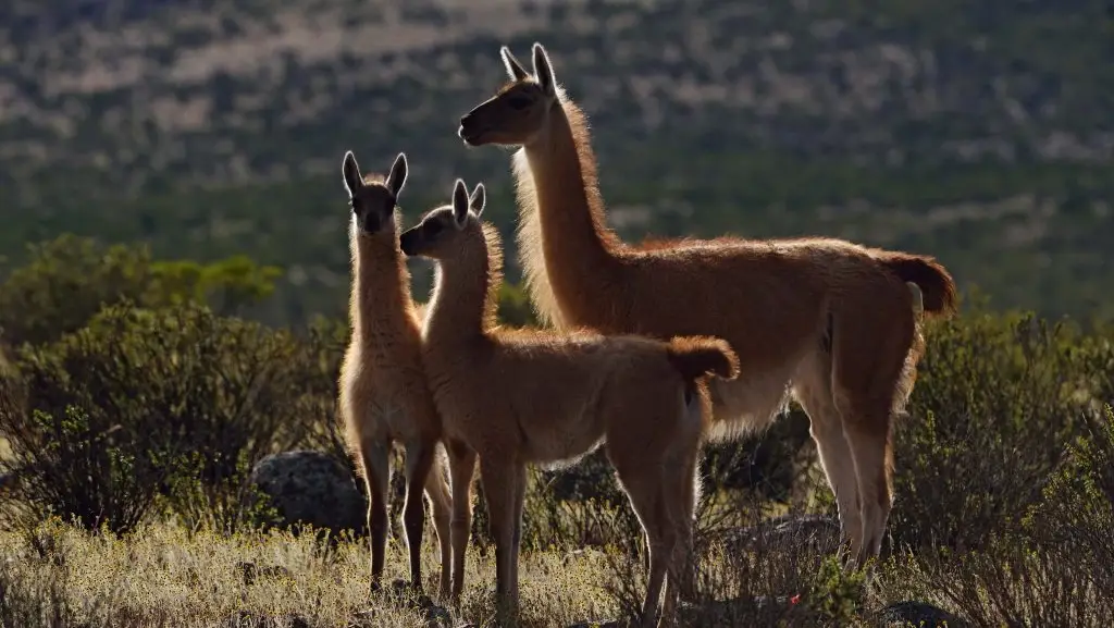 llamas en machu picchu guanacos tres animales paisaje pasto vigilancia atentos alertas