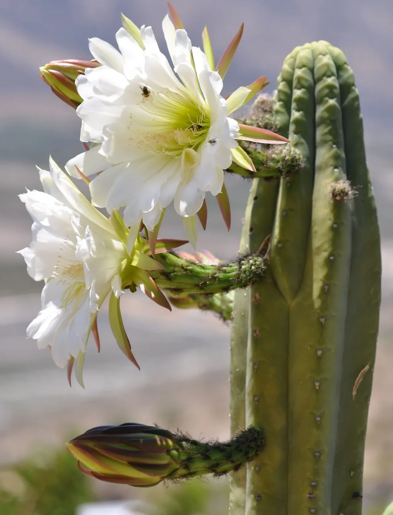 Fotografía en primer plano de cactus San Pedro (Echinopsis pachanoi) con flores blancas abiertas y capullos, mostrando la planta sagrada utilizada en ceremonias ancestrales de Wachuma en los Andes peruanos