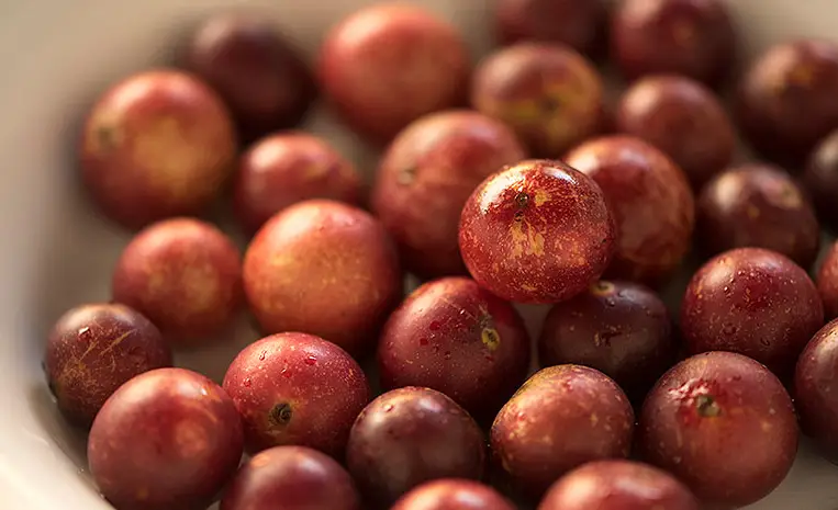 Camu-camu: native shrub of the Amazon region.