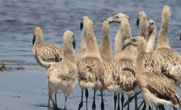 Flamencos chilenos en el Santuario Nacional Lagunas de Mejía