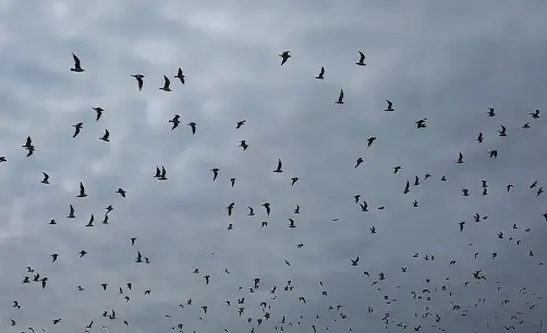 Cielo costero con aves volando en él.