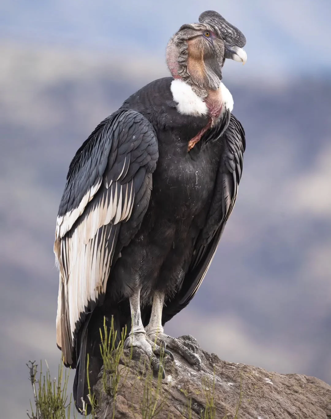 Andean condor perched on a rock in the high Andes of Peru, showing its black feathers, white collar, and mountain background