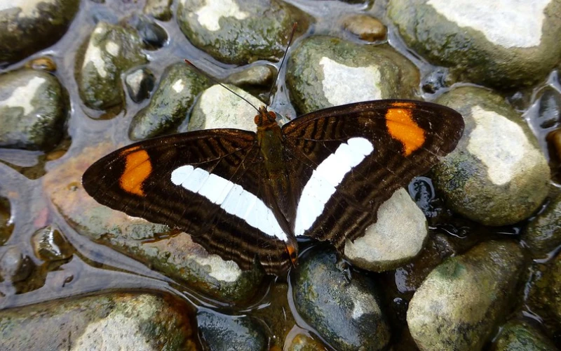 Mariposa endémica en tours por la Amazonía peruana
