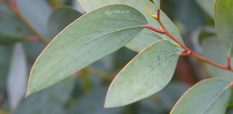 Hojas de eucalipto en Cusco, hermosa planata medicinal y aromatizante.