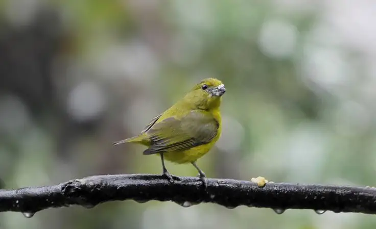 Female thick-billed euphonia perched on a branch in the cloud forest near Machu Picchu