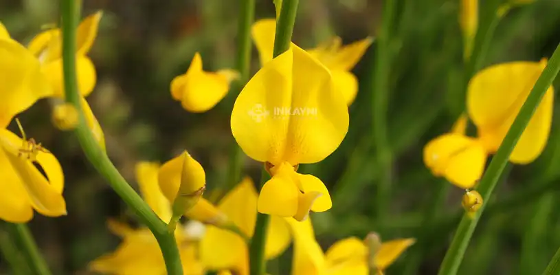 Flor de retama, Flor Nacional del Perú.