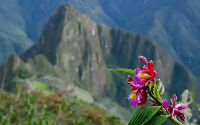 Flor en Machu Picchu.
