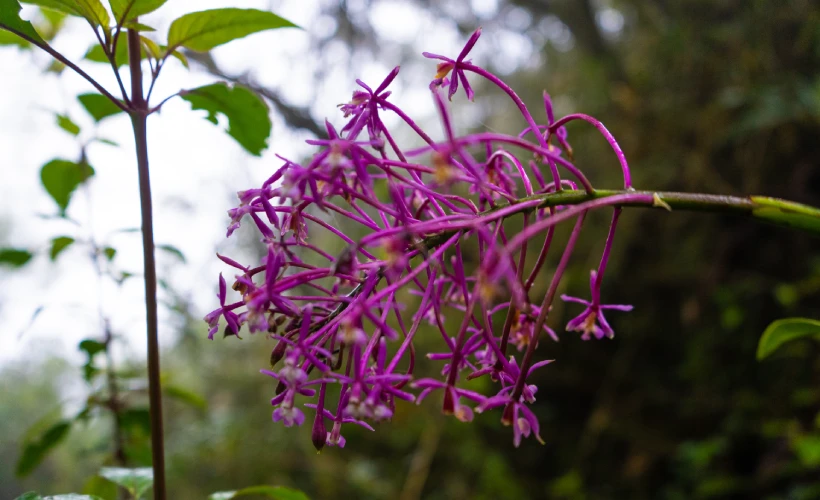 Wild flowers during the Inca Trail hike in the Andean cloud forest.