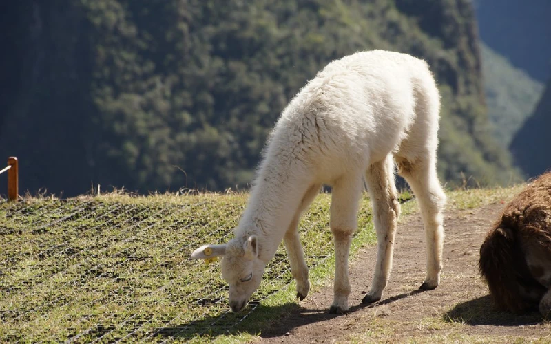 De lima a machu picchu, paisajes y cultura en Perú.